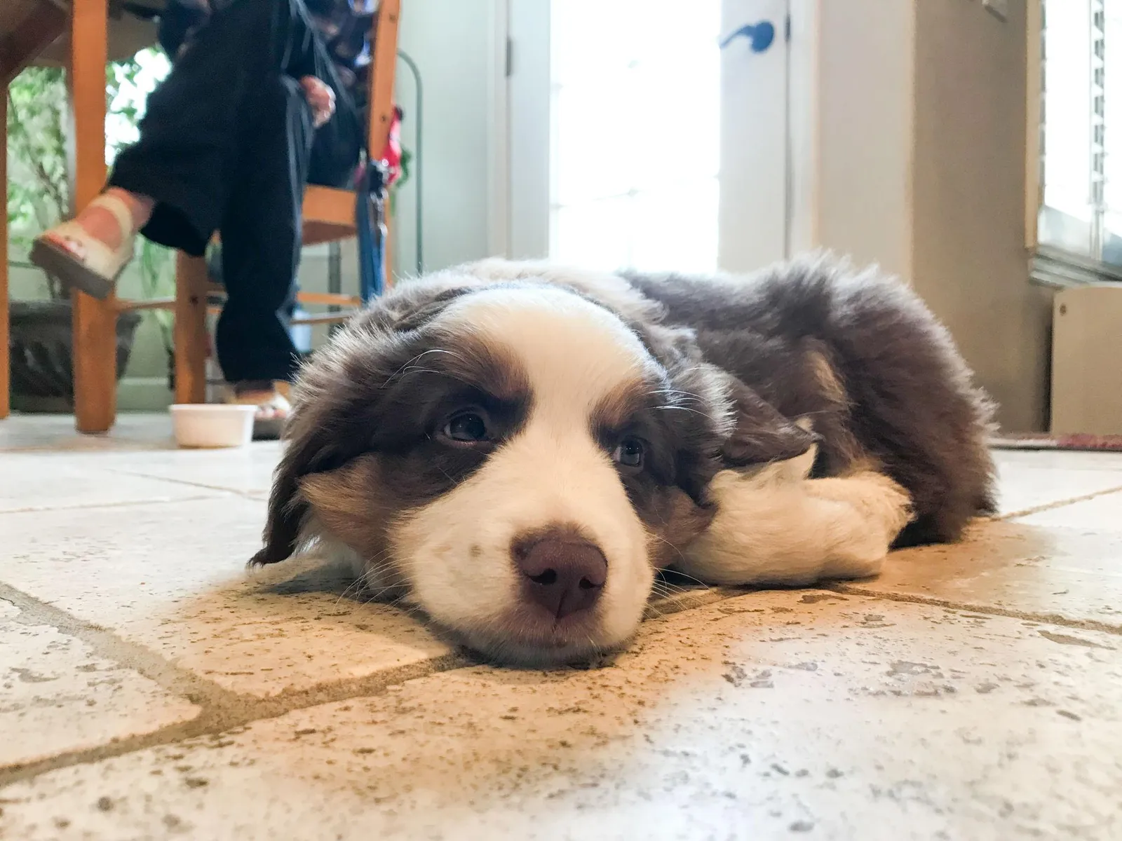 Getting A Puppy