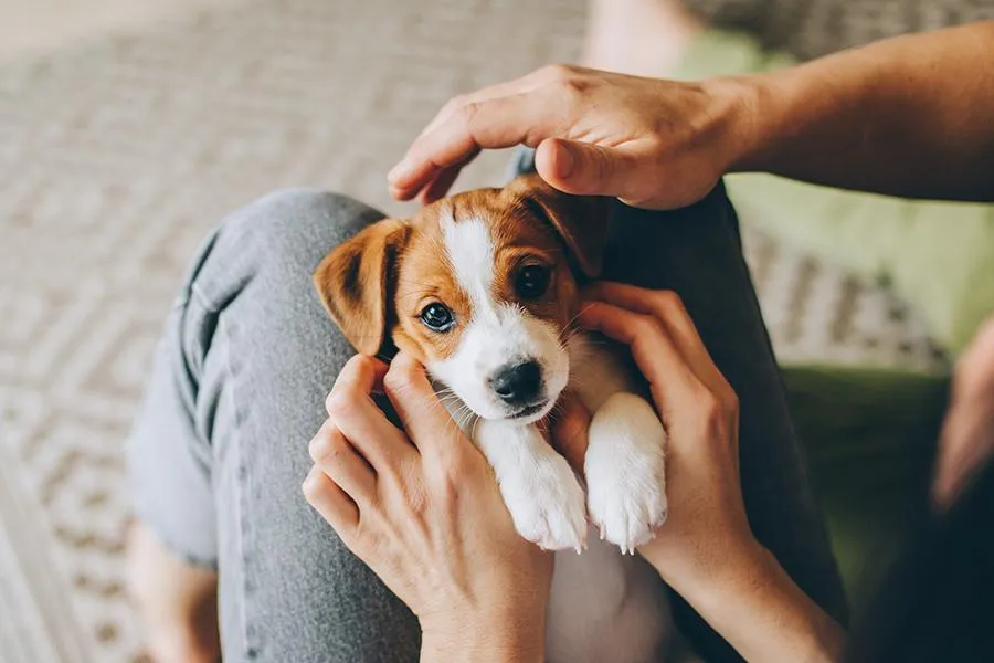 Bringing Your Puppy Home for the First Time